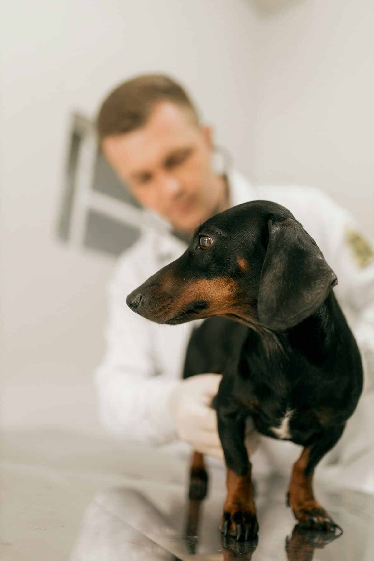 A vet examining a dachshund in a clinic